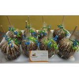 Chocolate Covered Apples